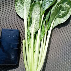 栄養のスペシャリスト 超激安💸 小松菜(20kg) 生産者直売品の画像