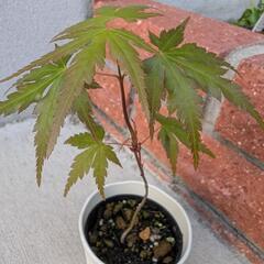 山もみじ