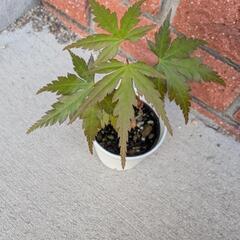 山もみじの画像
