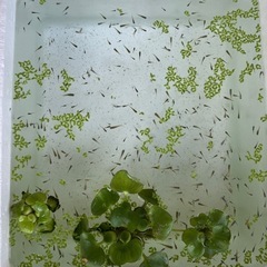 MIXメダカ1匹5円〜
