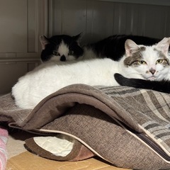 上矢部地区での保護猫ボランティア