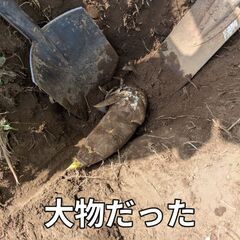 4/15～タケノコ掘りに来ませんか？ - メンバー募集