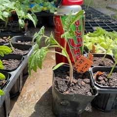 薄皮ミニトマトの苗