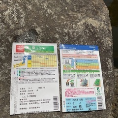 すいかの苗の画像