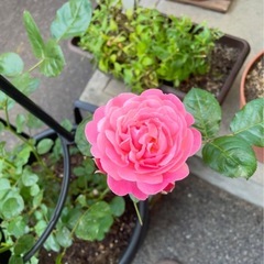 決まりました　　つるバラ 挿木苗　３本の画像