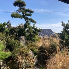 庭木差し上げます！