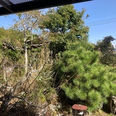 庭木差し上げます！の画像