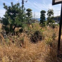 庭木差し上げます！の画像