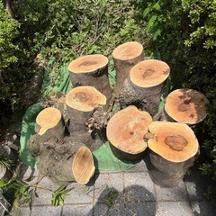 丸太　ヤマモモ