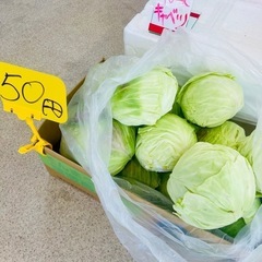 本日限定‼️ 朝採り若松産キャベツ‼️ 1玉50円‼️ 野菜
