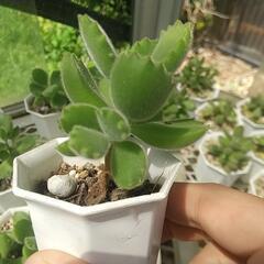 多肉植物 熊童子 🐻 の画像