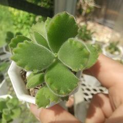 多肉植物 熊童子 🐻 の画像