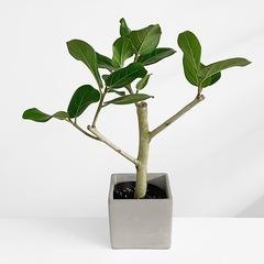 観葉植物 フィカス ベンガレンシスの画像