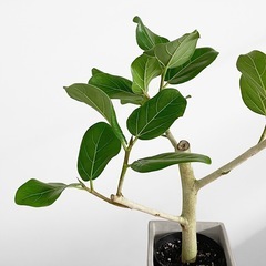 観葉植物 フィカス ベンガレンシスの画像