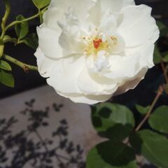 ✨🌹💖フォーチュンズ・ファイブカラー・ローズ(スミズ・パリシュ) 💖🌹✨オールドローズ ・ガーデニング・園芸・バラ・薔薇・ばら・バラ苗・ばら苗・苗・花・植物の画像
