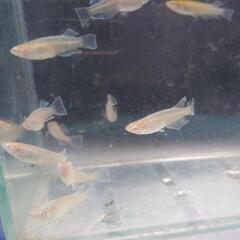 メダカ アルビノシアン×キッシィングワイドフィン×スワロー  の固体 10匹 めだか 金魚 錦鯉 水槽 水草 ビオトープ 池 の画像