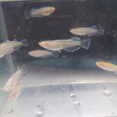 メダカ アルビノシアン×キッシィングワイドフィン×スワロー  の固体 10匹 めだか 金魚 錦鯉 水槽 水草 ビオトープ 池 の画像