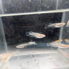 メダカ アルビノシアン×キッシィングワイドフィン×スワロー  の固体 10匹 めだか 金魚 錦鯉 水槽 水草 ビオトープ 池 の画像