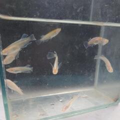 メダカ アルビノシアン×キッシィングワイドフィン×スワロー  の固体 10匹 めだか 金魚 錦鯉 水槽 水草 ビオトープ 池 の画像
