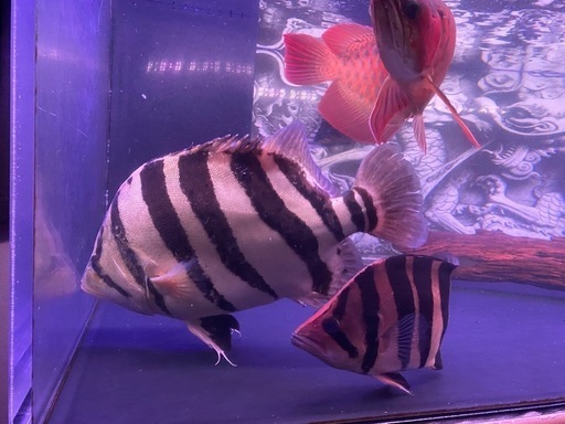 ダトニオ　プラスワン  45㎝±