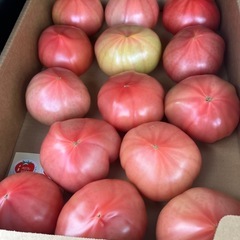 洞爺湖オロフレ巨大トマト6箱入荷しました☆