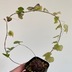 ランキングキーワードに紐づく投稿画像-観葉植物
