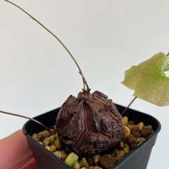 亀甲竜の画像