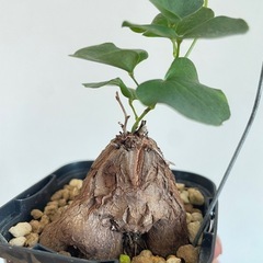 亀甲竜　シルバチカの画像