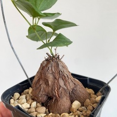 亀甲竜　シルバチカの画像