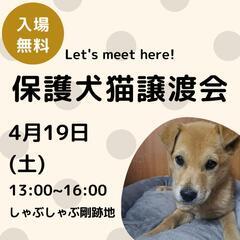 本日　脇町にて保護犬猫譲渡会開催！