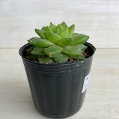 多肉植物　ハオルチア　特ダルマシンビフォルミス①の画像