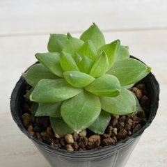 多肉植物　ハオルチア　特ダルマシンビフォルミス①の画像