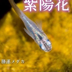 紫陽花 メダカ 有精卵 15個