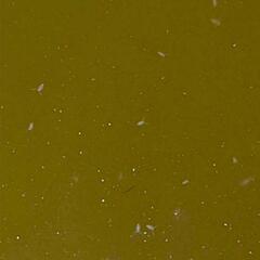シャムミジンコ　メダカの餌にいかがですか？　の画像
