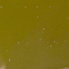 シャムミジンコ　メダカの餌にいかがですか？　の画像