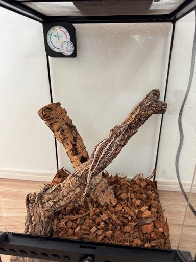 GEX エキゾテラ グラステラリウム 3045 飼育セット