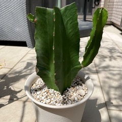 柱サボテンはいかがですか？