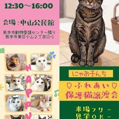 😸ふれあい💕保護猫譲渡会😸🏡中山公民館🐈‍⬛🐈