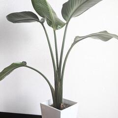 観葉植物　ストレリチア