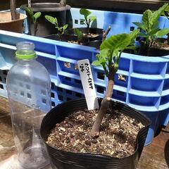 イチジク（ホワイトイスキア）2年目の画像