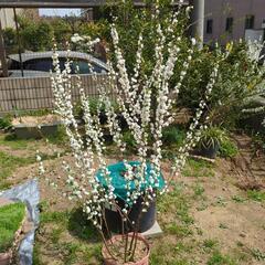 ニワザクラ（庭桜）
