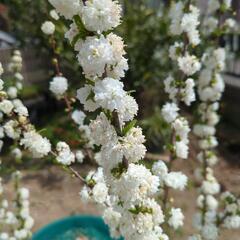 ニワザクラ（庭桜）の画像