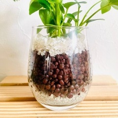 シェフレラ　スカフェラ　アルボリコーラ　観葉植物　ハイドロカルチャーの画像