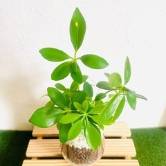 シェフレラ　スカフェラ　アルボリコーラ　観葉植物　ハイドロカルチャーの画像