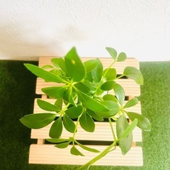 シェフレラ　スカフェラ　アルボリコーラ　観葉植物　ハイドロカルチャーの画像