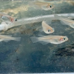 メダカ🐟ポニョ  10匹の画像
