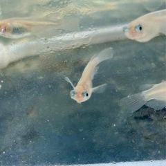 メダカ🐟ポニョ  10匹の画像