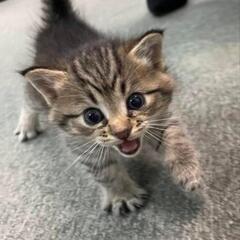 倉庫で生まれた子猫たち(代理投稿) - 平戸市