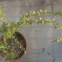 ザクロ　柘榴の木の画像