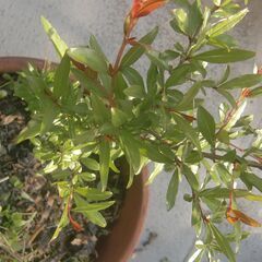 ザクロ　柘榴の木の画像